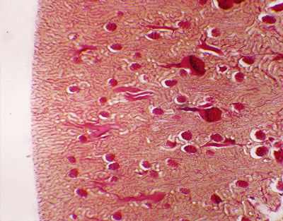 Rim, fornecimento de sangue, seg. - NOVEDUC Equipamento Laboratório e Formação Profissional