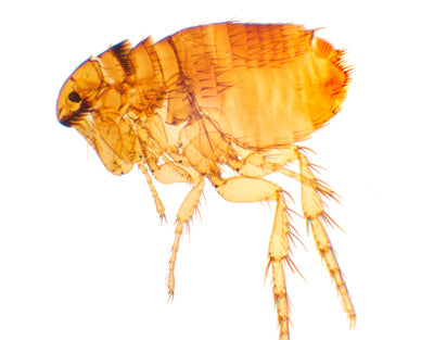Siphonaptera (pulga), m.e - NOVEDUC Equipamento Laboratório e Formação Profissional