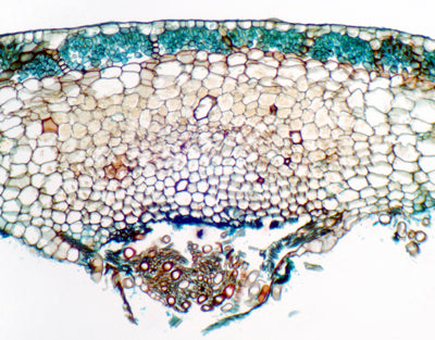 Talo de marchantia, s.t. - NOVEDUC Equipamento Laboratório e Formação Profissional