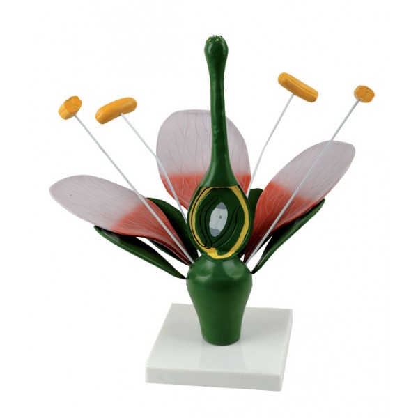 Anatomia Da Flor - NOVEDUC Equipamento Laboratório e Formação Profissional