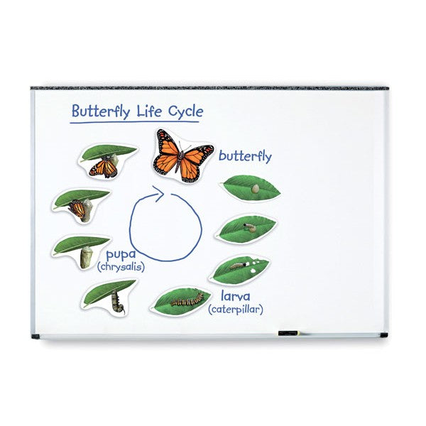 Ciclo Da Vida - Borboleta