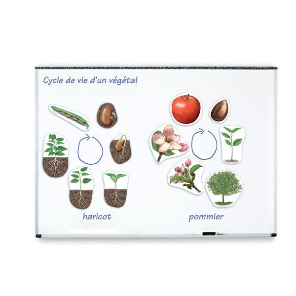 Ciclo Da Vida - Planta - NOVEDUC Equipamento Laboratório e Formação Profissional