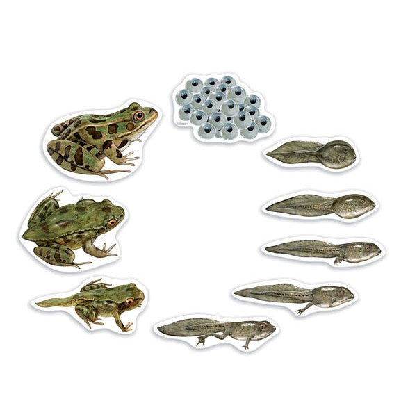 Ciclo Da Vida - Sapo - NOVEDUC Equipamento Laboratório e Formação Profissional