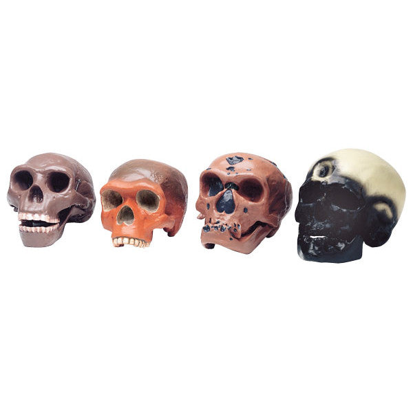 Conjunto Crânios Género Homo Sapiens - NOVEDUC Equipamento Laboratório e Formação Profissional