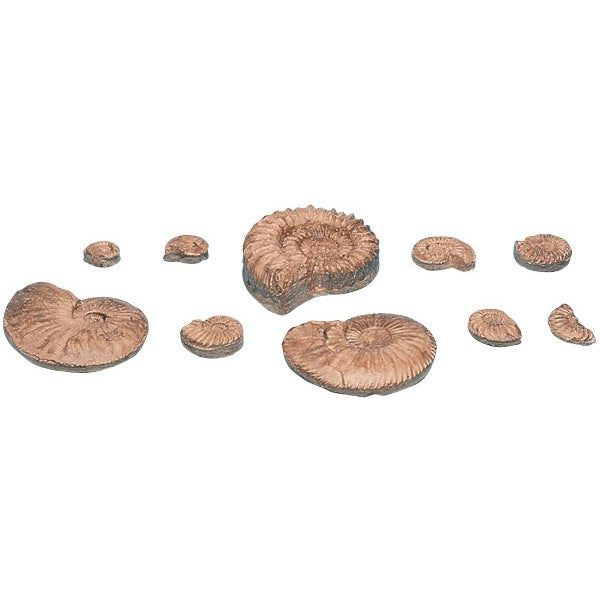 Conjunto Estágios Evolução Amonites