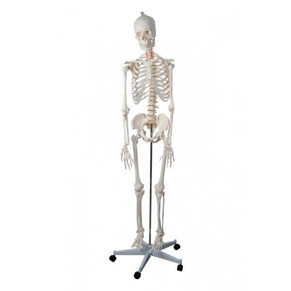 Esqueleto Humano Articulado - NOVEDUC Equipamento Laboratório e Formação Profissional