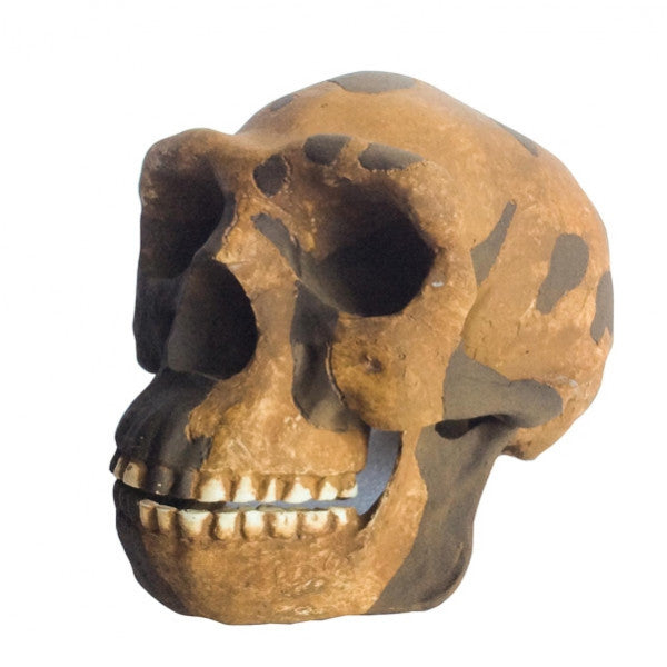Homo Erectus Pekinensis - NOVEDUC Equipamento Laboratório e Formação Profissional