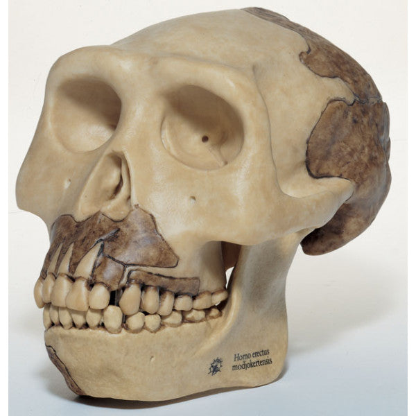 Homo Erectus Somso - NOVEDUC Equipamento Laboratório e Formação Profissional