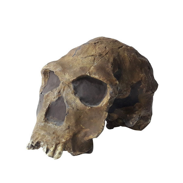 Homo Habilis - NOVEDUC Equipamento Laboratório e Formação Profissional