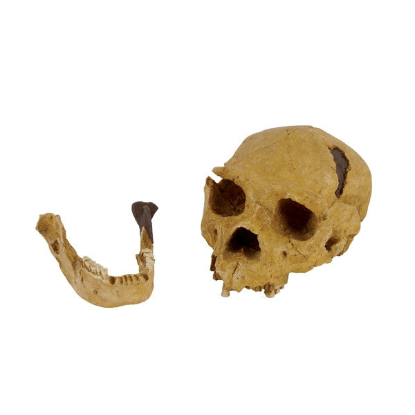 Homo Heidelbergensis - NOVEDUC Equipamento Laboratório e Formação Profissional