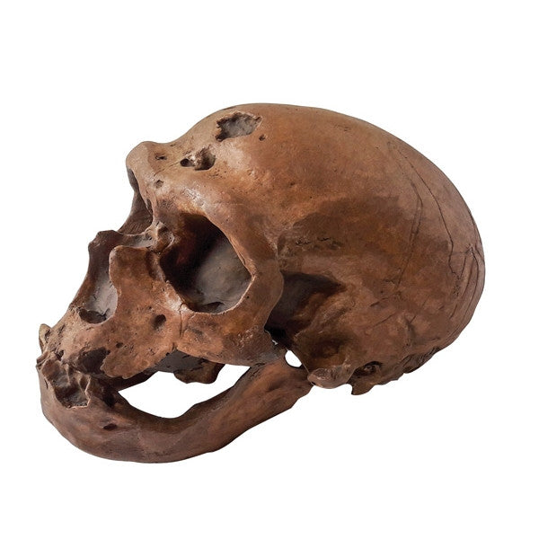 Homo Sapiens Neanderthalensis - NOVEDUC Equipamento Laboratório e Formação Profissional