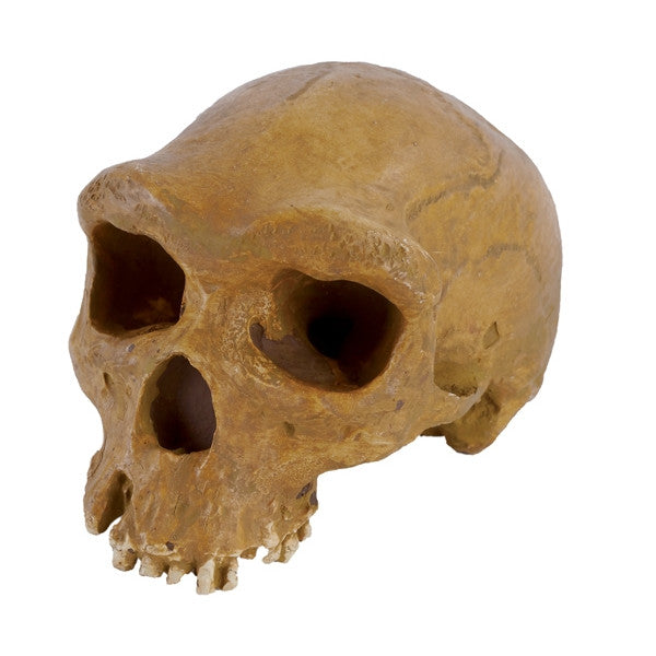 Homo Sapiens Rhodesiensis - NOVEDUC Equipamento Laboratório e Formação Profissional