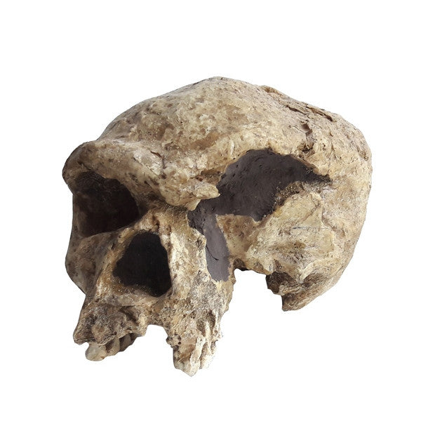 Homo Sapiens Steinheimensis - NOVEDUC Equipamento Laboratório e Formação Profissional