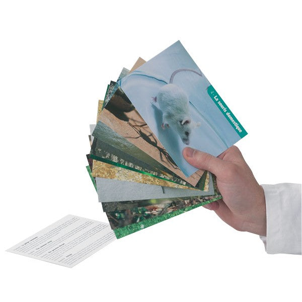 Kit Classificação Dos Seres Vivos - NOVEDUC Equipamento Laboratório e Formação Profissional