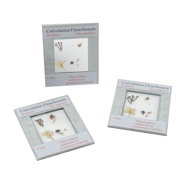Kit Coevolução Flor/Insetos - NOVEDUC Equipamento Laboratório e Formação Profissional