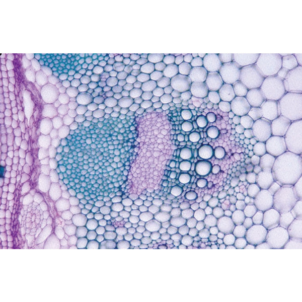 Kit Manipulação Tecidos Condutores - NOVEDUC Equipamento Laboratório e Formação Profissional