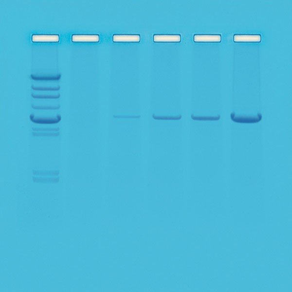 Kit Princípio Pcr - NOVEDUC Equipamento Laboratório e Formação Profissional