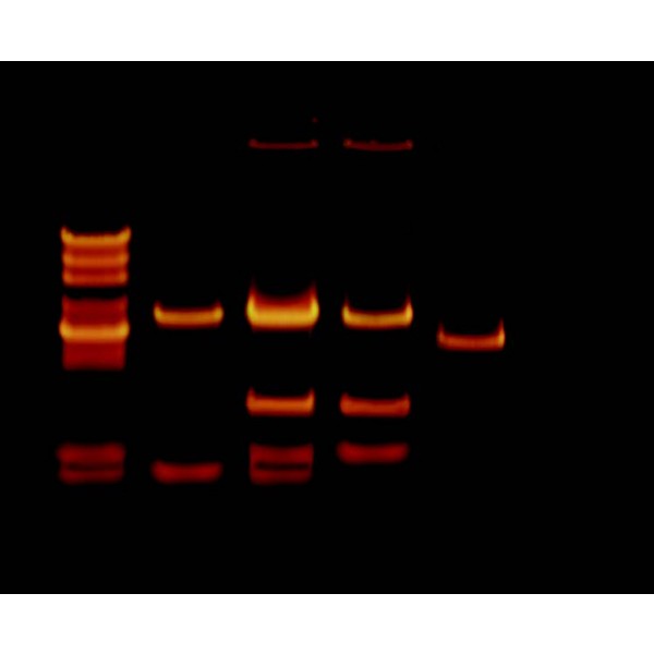 Kit Simulação Teste Paternidade - NOVEDUC Equipamento Laboratório e Formação Profissional