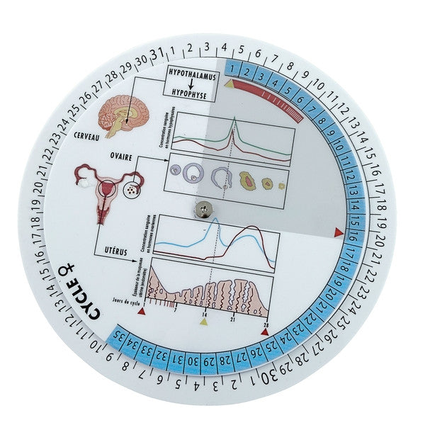 Maquete Ciclo Feminino - NOVEDUC Equipamento Laboratório e Formação Profissional