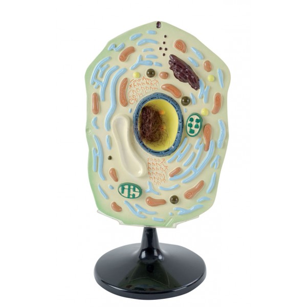 Modelo Célula De Planta - NOVEDUC Equipamento Laboratório e Formação Profissional