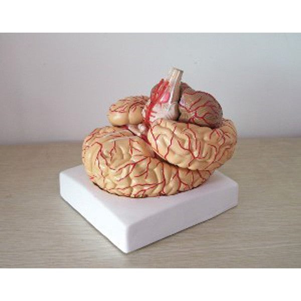Modelo Cérebro - 8 Partes - NOVEDUC Equipamento Laboratório e Formação Profissional