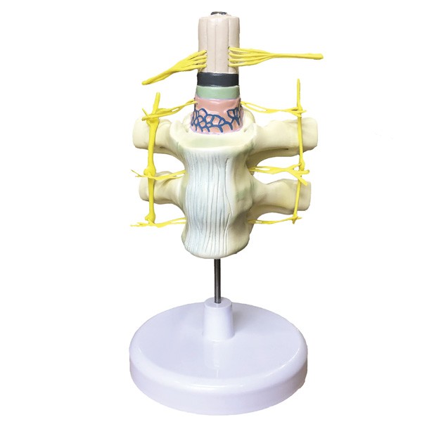 Modelo Medula Espinhal - NOVEDUC Equipamento Laboratório e Formação Profissional