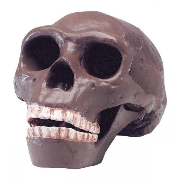 Sinanthropus - NOVEDUC Equipamento Laboratório e Formação Profissional