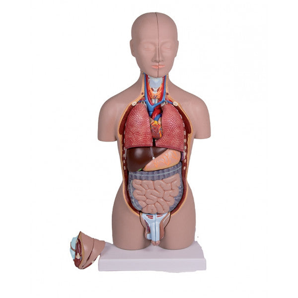 Tronco Humano Bisexuado 45Cm - 16 Partes - NOVEDUC Equipamento Laboratório e Formação Profissional