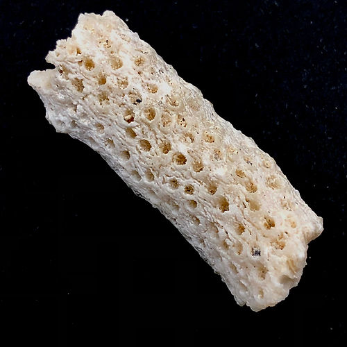 Acropora Sp. (Coral Hastes-De-Veado) - NOVEDUC Equipamento Laboratório e Formação Profissional