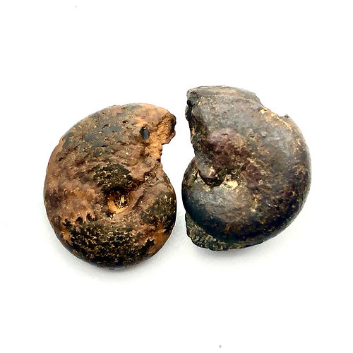 Amonite De Hematite (Cefalópode) - NOVEDUC Equipamento Laboratório e Formação Profissional