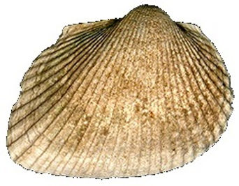 Anadara Sp. (Bivalve - Arca) - NOVEDUC Equipamento Laboratório e Formação Profissional