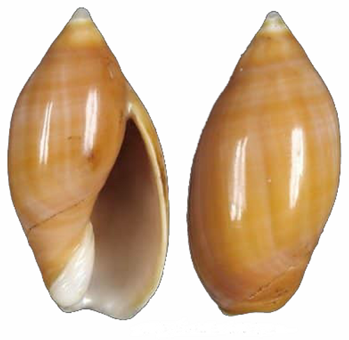 Ancilla Castanea (Gastrópode) - NOVEDUC Equipamento Laboratório e Formação Profissional