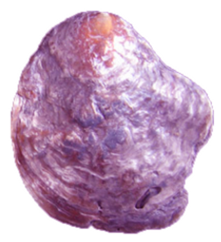 Anomia Sp. (Bivalve) - NOVEDUC Equipamento Laboratório e Formação Profissional