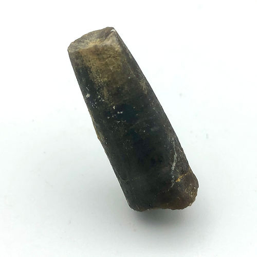 Belemnite (Cefalópode) - NOVEDUC Equipamento Laboratório e Formação Profissional