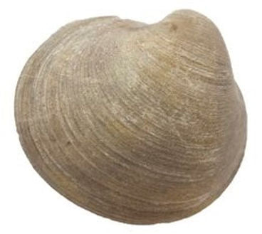 Bivalve (Molusco) - NOVEDUC Equipamento Laboratório e Formação Profissional