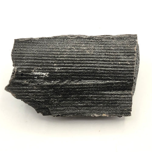 Calamites Sp. (Planta - Cavalinha) - NOVEDUC Equipamento Laboratório e Formação Profissional