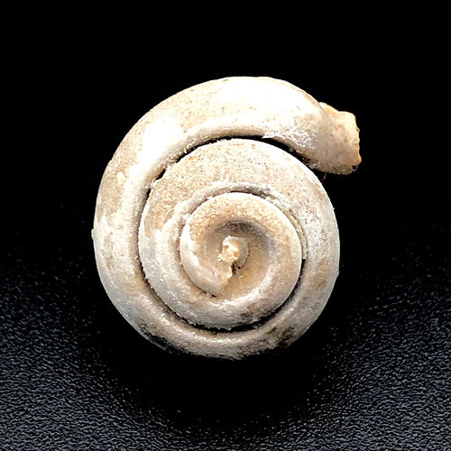 Caracol Marinho (Gastrópode) - NOVEDUC Equipamento Laboratório e Formação Profissional