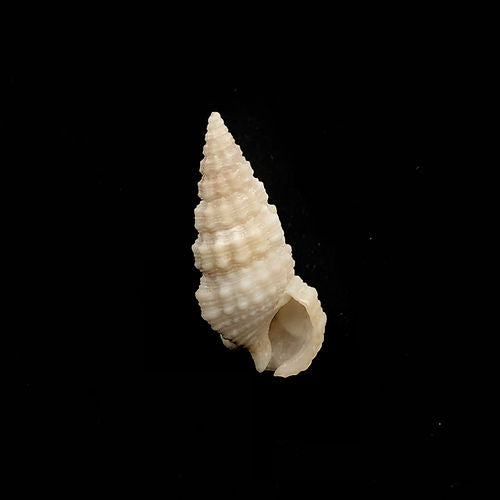Cerithium Sp. (Caramujo Chifre) - NOVEDUC Equipamento Laboratório e Formação Profissional