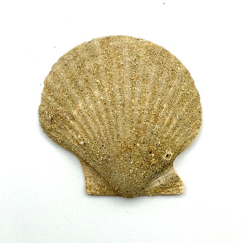 Chlamys Sp. (Bivalve) - NOVEDUC Equipamento Laboratório e Formação Profissional