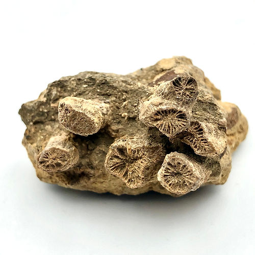 Coral (Cnidário Zoontário) - NOVEDUC Equipamento Laboratório e Formação Profissional