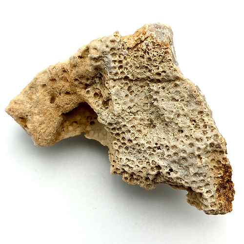 Coral Colonial (Hexacoraliário) - NOVEDUC Equipamento Laboratório e Formação Profissional