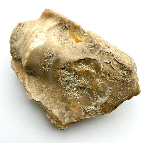 Crassostrea Gryphoides (Ostra) - NOVEDUC Equipamento Laboratório e Formação Profissional