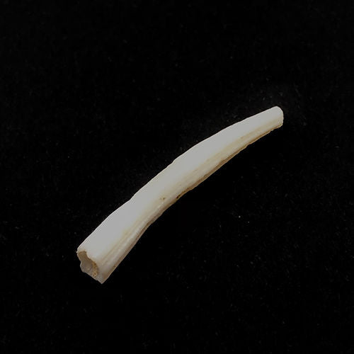 Dentalium Octangulatum (Escafópode) - NOVEDUC Equipamento Laboratório e Formação Profissional