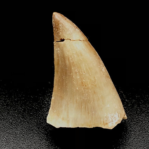 Dente De Mosasaurus (Mosasaurus Sp.) - NOVEDUC Equipamento Laboratório e Formação Profissional