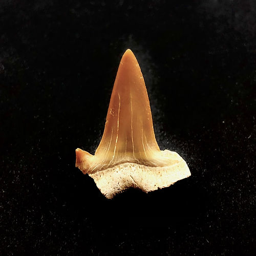 Dente De Tubarão - Cretolamna Sp. - NOVEDUC Equipamento Laboratório e Formação Profissional