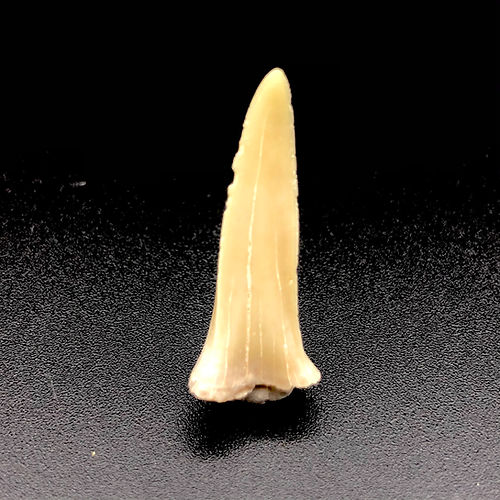 Dente De Tubarão De Areia (Odontaspididae) - NOVEDUC Equipamento Laboratório e Formação Profissional