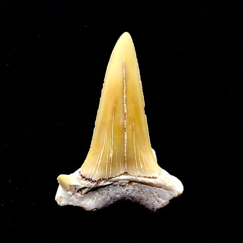Dente De Tubarão Lamniforme - NOVEDUC Equipamento Laboratório e Formação Profissional