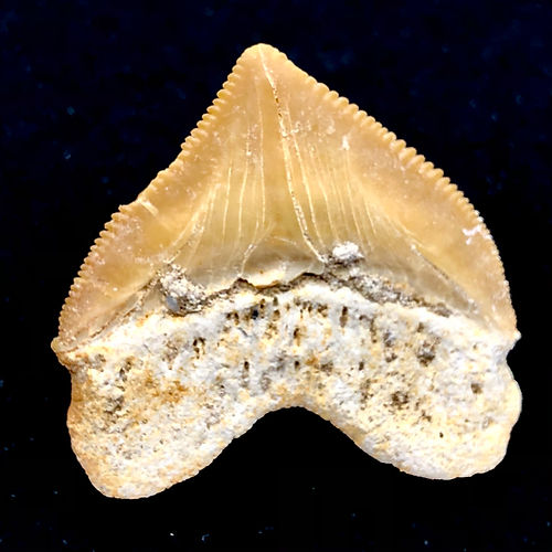 Dente De Tubarão - Squalicorax Sp. - NOVEDUC Equipamento Laboratório e Formação Profissional