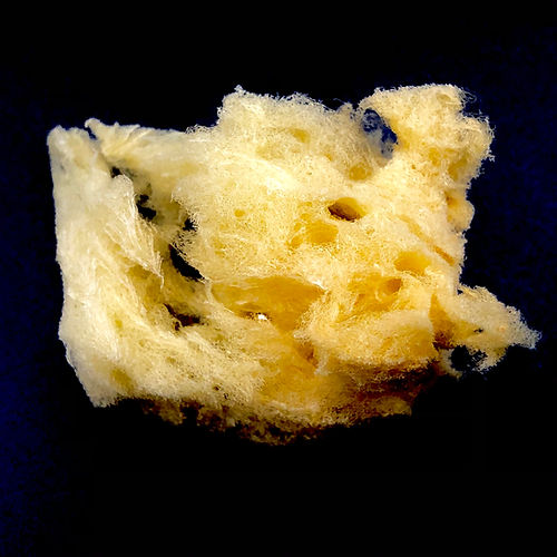 Esponja (Porifera) - NOVEDUC Equipamento Laboratório e Formação Profissional
