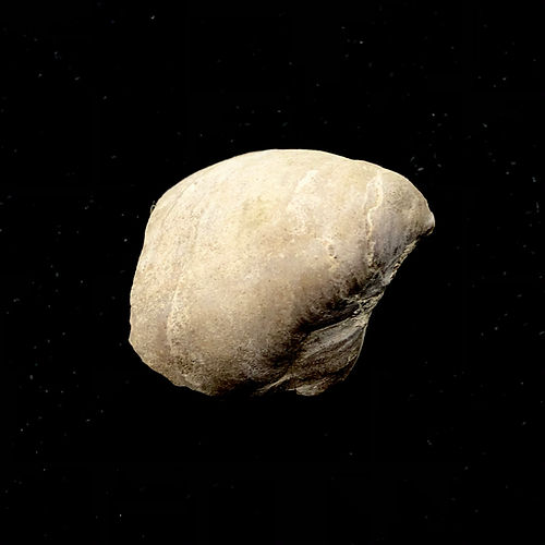 Exogyra Conica (Bivalve) - NOVEDUC Equipamento Laboratório e Formação Profissional